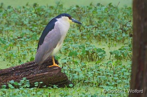 Heron On A Log_46145.jpg - Black-crowned Night Heron (Nycticorax nycticorax)Photographed at Lake Martin near Breaux Bridge, Louisiana, USA.